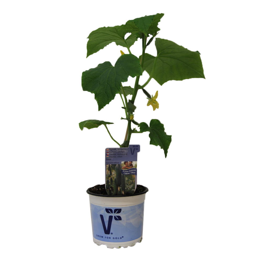 Okurka Gambit/Printo F1 mini hadovka roubovaná 12cm-0