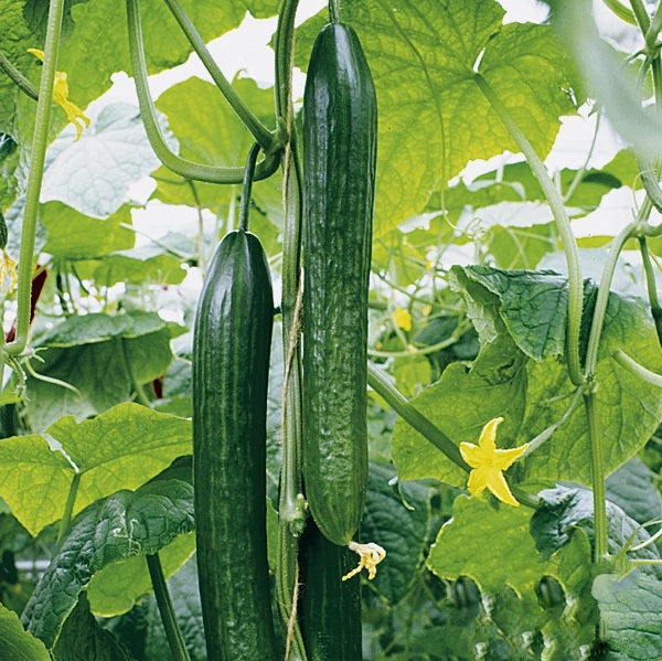 Roubovaná sadba - Okurka hadovka Dominica/Cyrano F1 roubovaná květináč 12cm