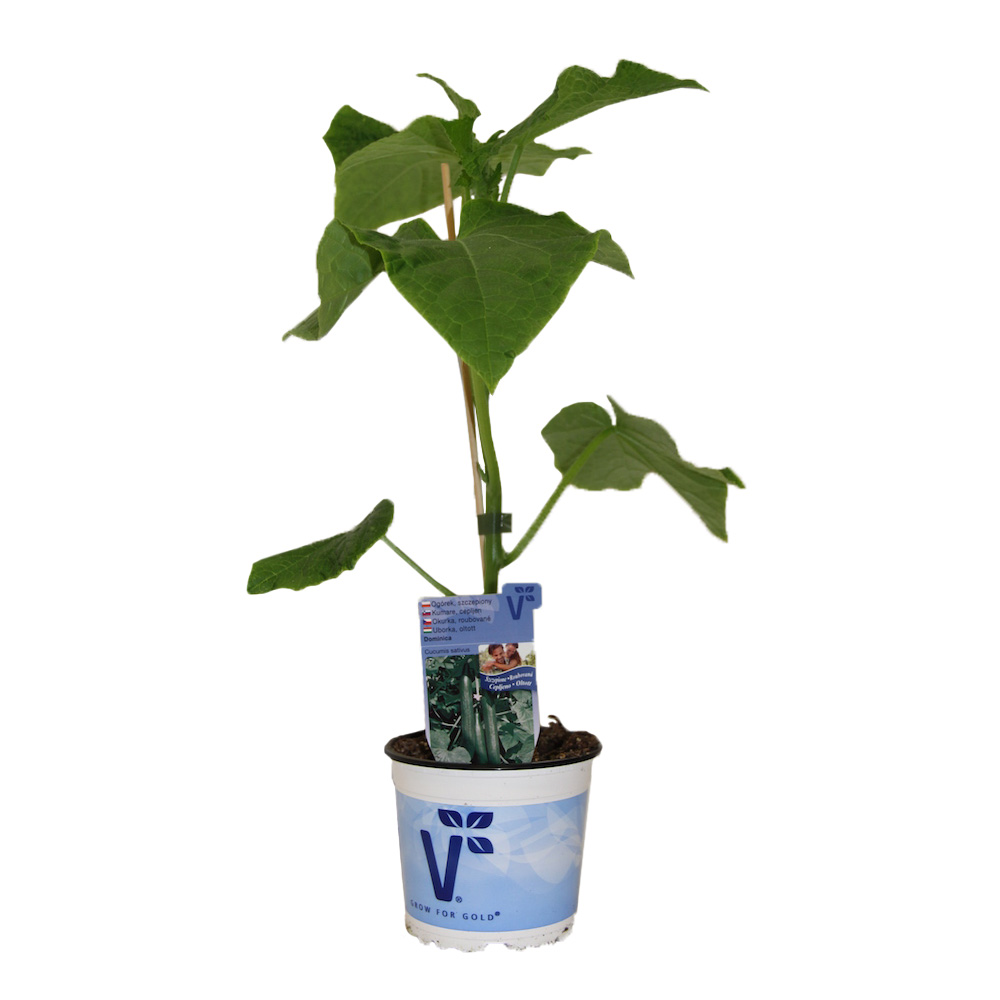 Okurka hadovka Dominica/Cyrano F1 roubovaná květináč 12cm-0