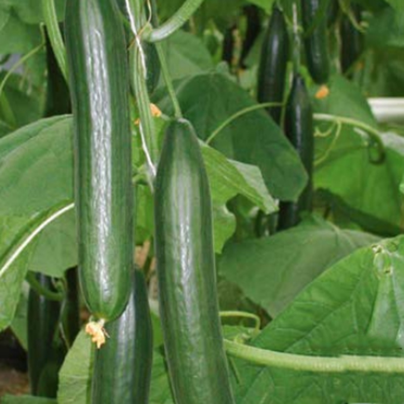 Roubovaná sadba - Okurka hadovka Kiruna/Fitness roubovaná květináč 12cm