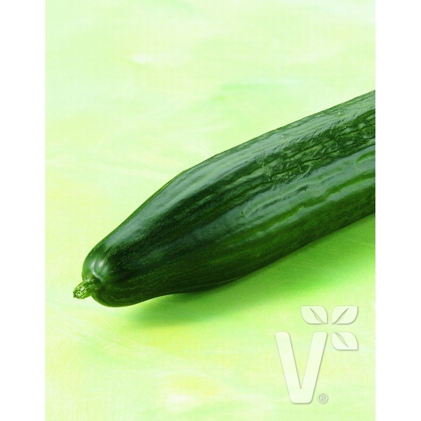 Roubovaná sadba - Okurka Melva mini hadovka roubovaná 12cm