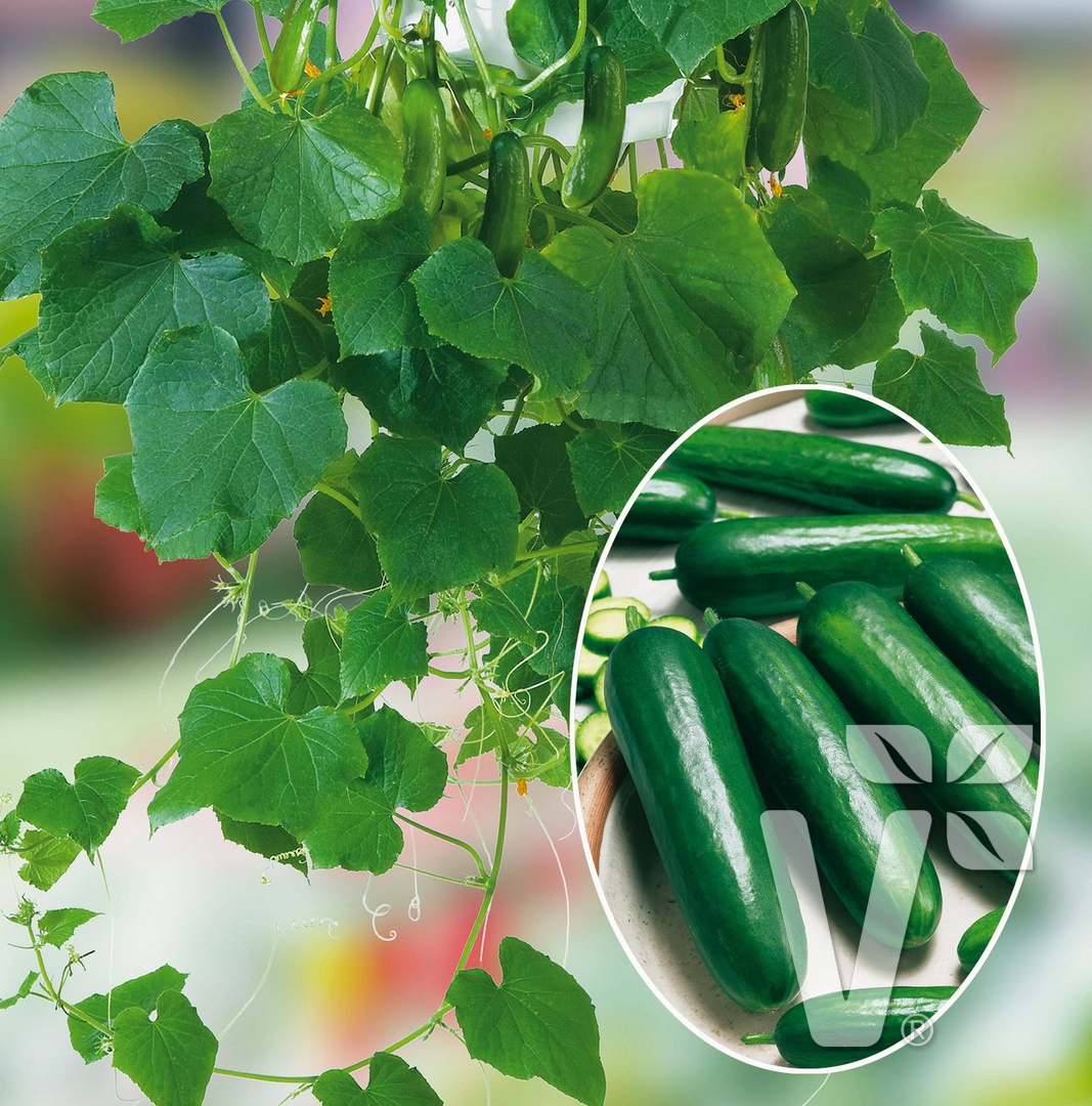 Roubovaná sadba - Okurka Minero F1 svačinková roubovaná 12cm