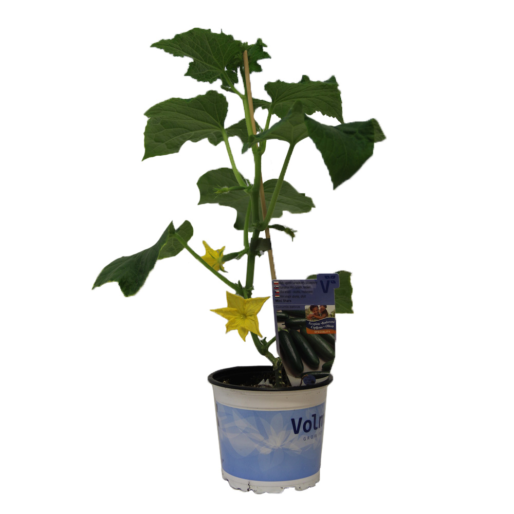 Okurka Minero F1 svačinková roubovaná 12cm-0