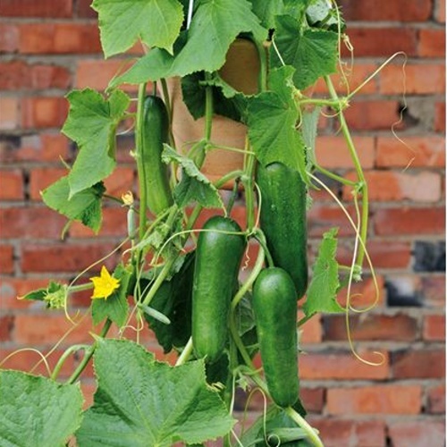 Okurka Minero F1 svačinková roubovaná 12cm-1