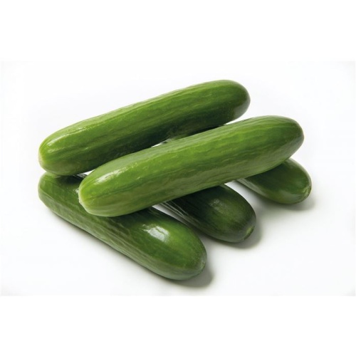 Okurka Minero F1 svačinková roubovaná 12cm-2