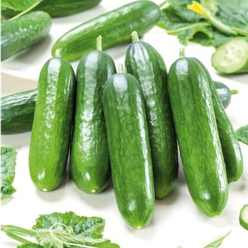 Okurka mini hadovka Gambit/Printo F1 roubovaná květináč 12cm-1