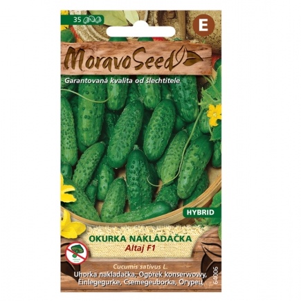 Osivo zeleniny - Okurka nakládačka ALTAJ F1 hruboostná (MS)