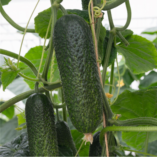 Roubovaná sadba - Okurka nakladačka Conito roubovaná květináč 12cm