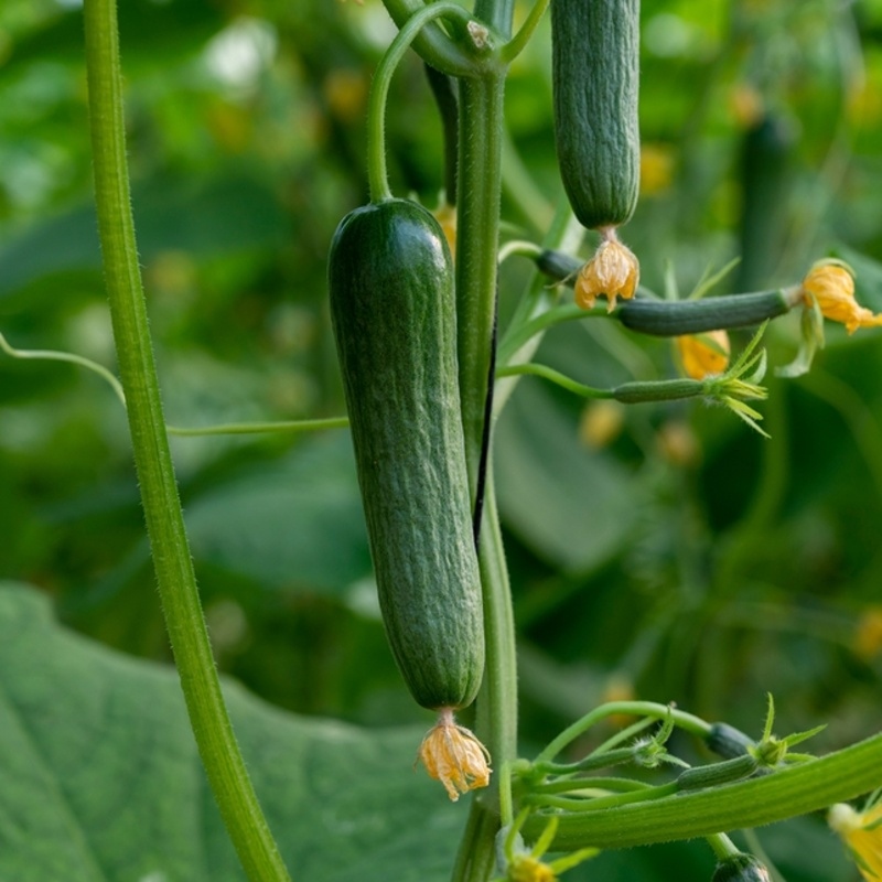 Neroubovaná sadba - Okurka nakladačka Cucko neroubovaná květináč 10,5cm