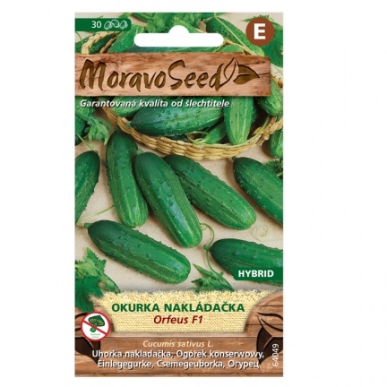 Osivo zeleniny - Okurka nakládačka ORFEUS F1 hruboostná (MS)