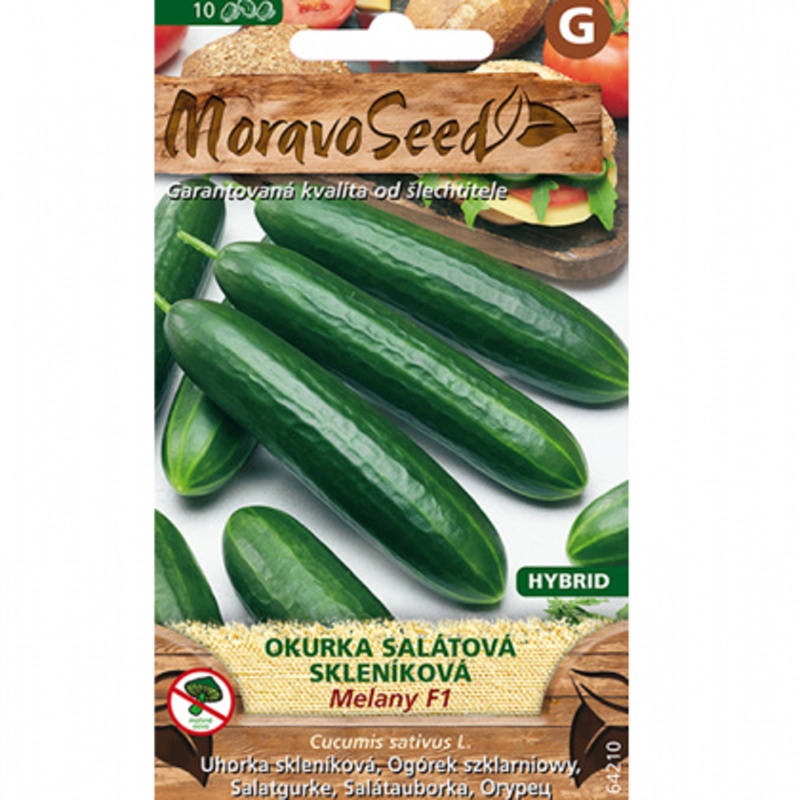 Osivo zeleniny - Okurka salátová MELANY F1 skleníková, partenokarpická (MS)