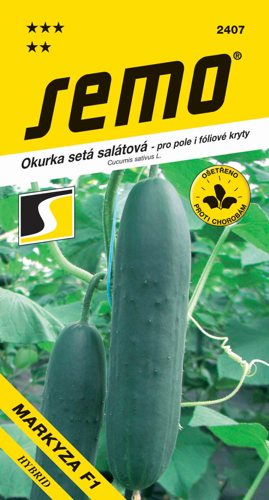 Osivo zeleniny - Okurka salátovka Markyza F1 foliák pole