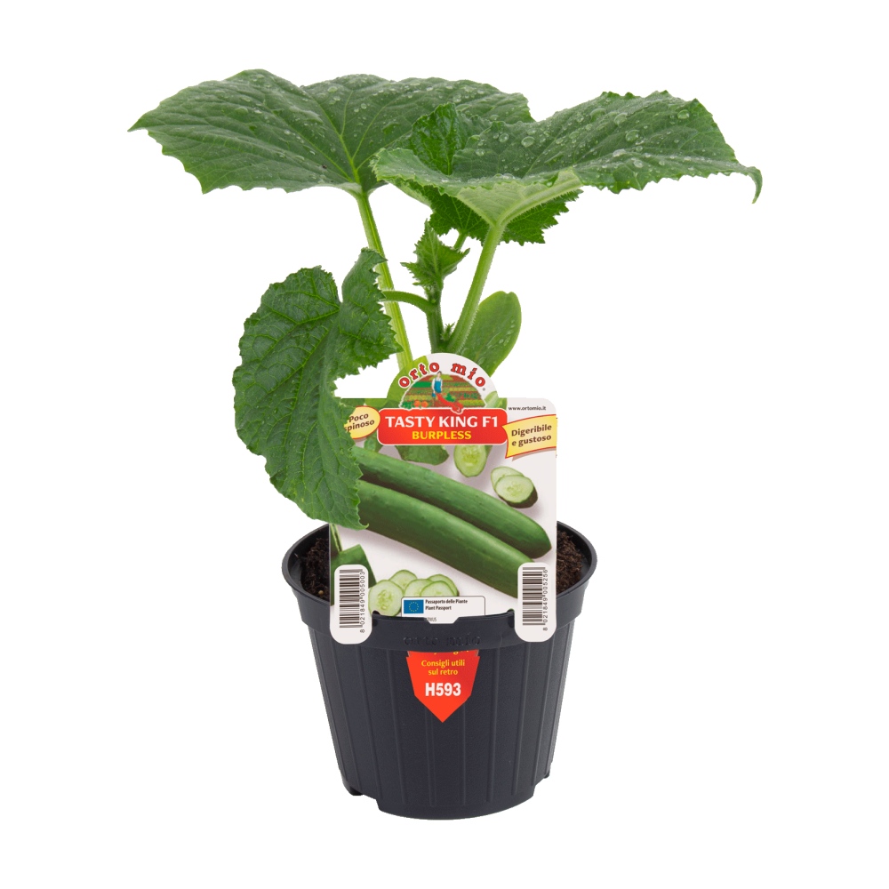 Neroubovaná sadba - Okurka Tasty King F1 květináč 10cm