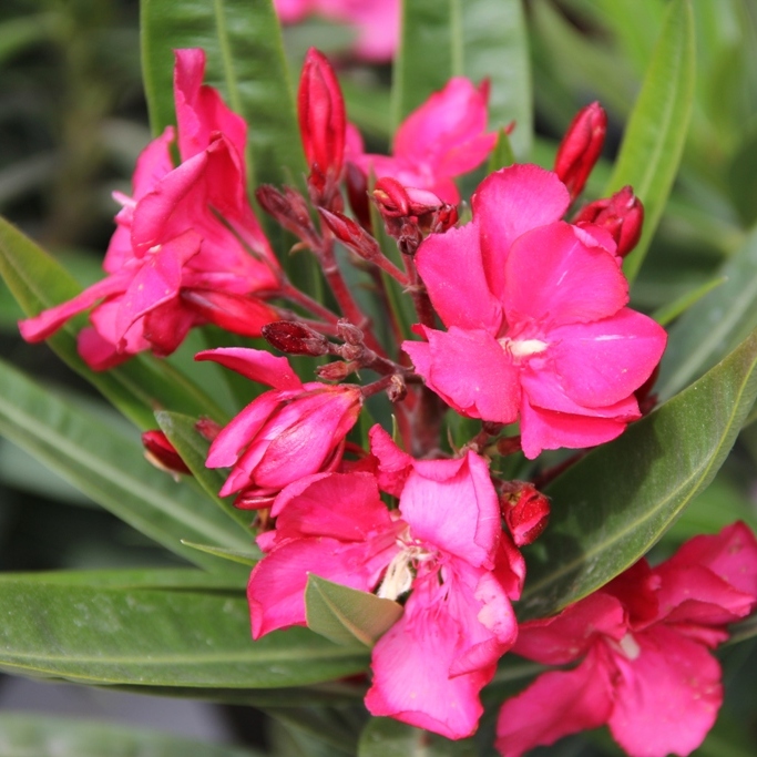 Nádobové květiny - Oleandr obecný 18cm