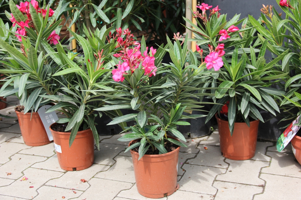 Oleandr obecný 18cm-0