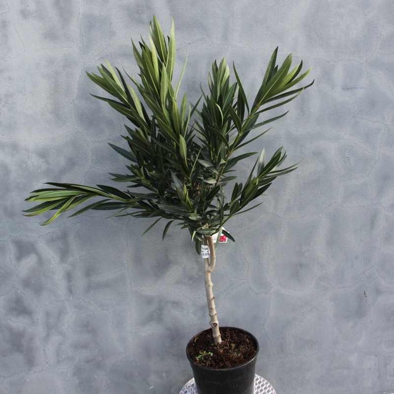 Nádobové květiny - Oleandr obecný kmínek, 4 litry