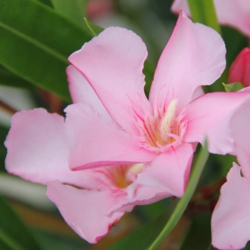 Nádobové květiny - Oleandr obecný mix 18 litrů