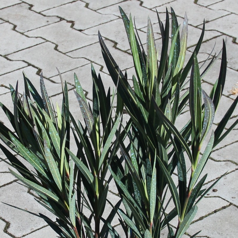 Nádobové květiny - Oleandr obecný mix 3 litry