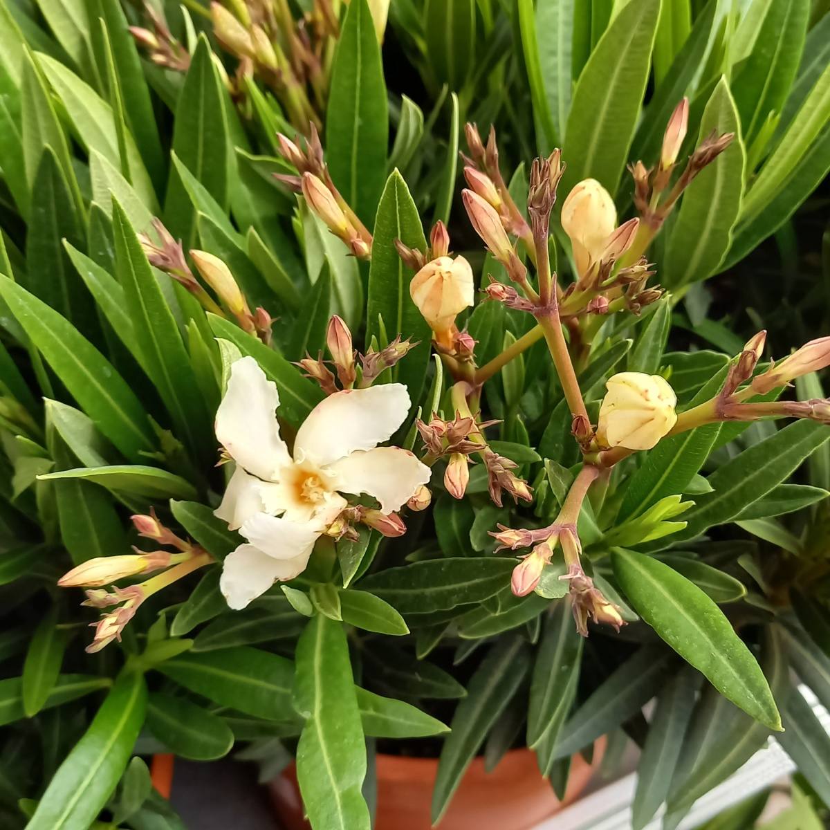 Nádobové květiny - Oleandr obecný mix, květináč 20cm