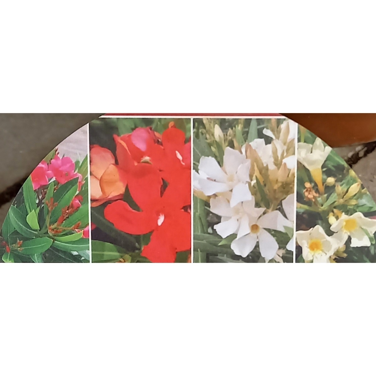 Oleandr obecný mix, květináč 20cm-0