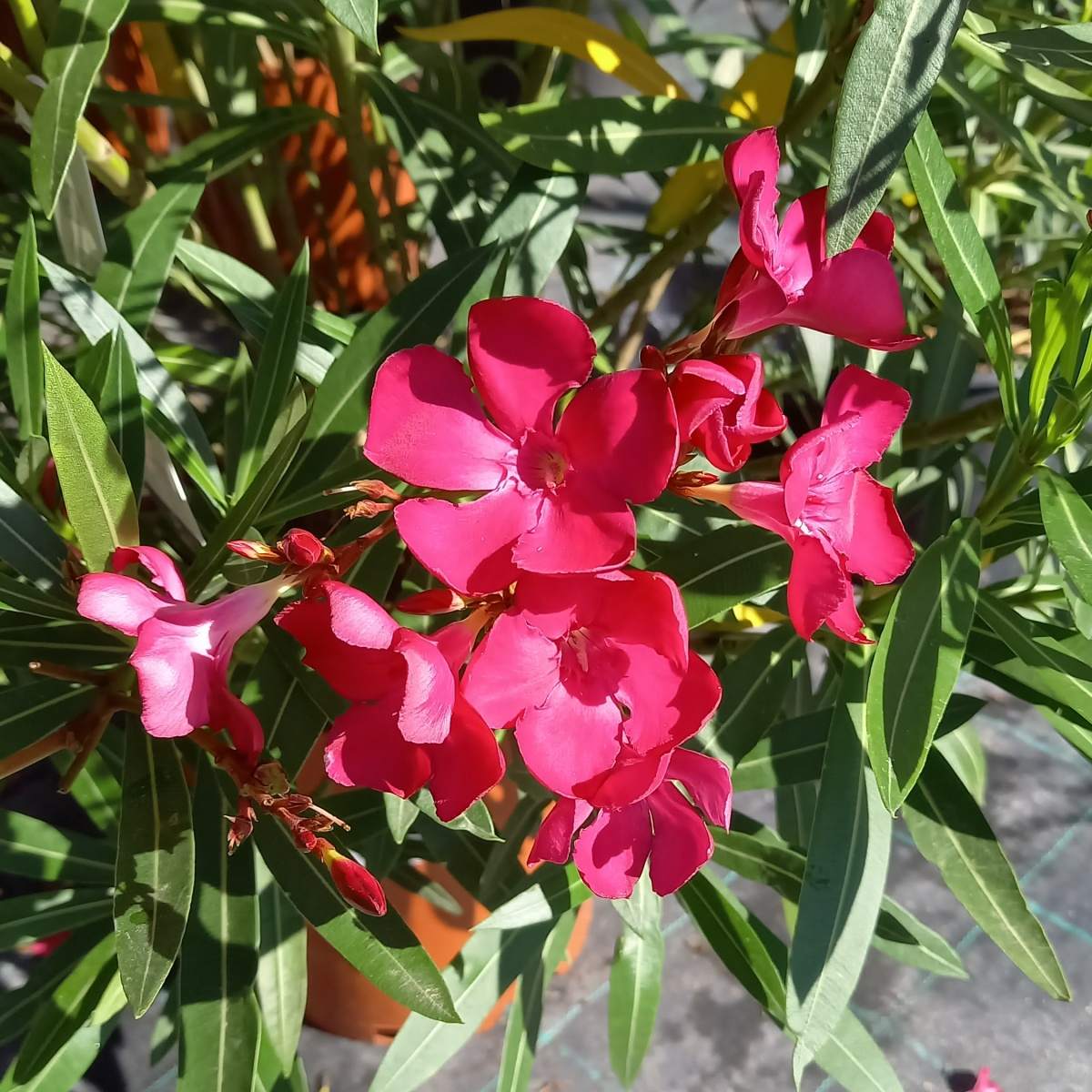 Nádobové květiny - Oleandr obecný mix, květináč 30 litrů