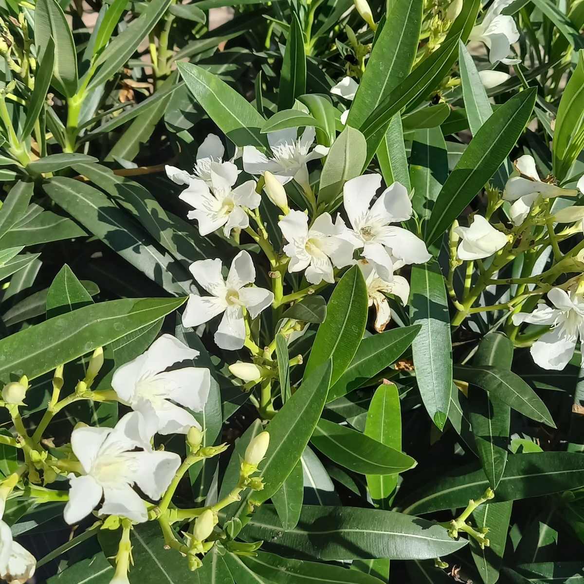 Oleandr obecný mix, květináč 30 litrů-0