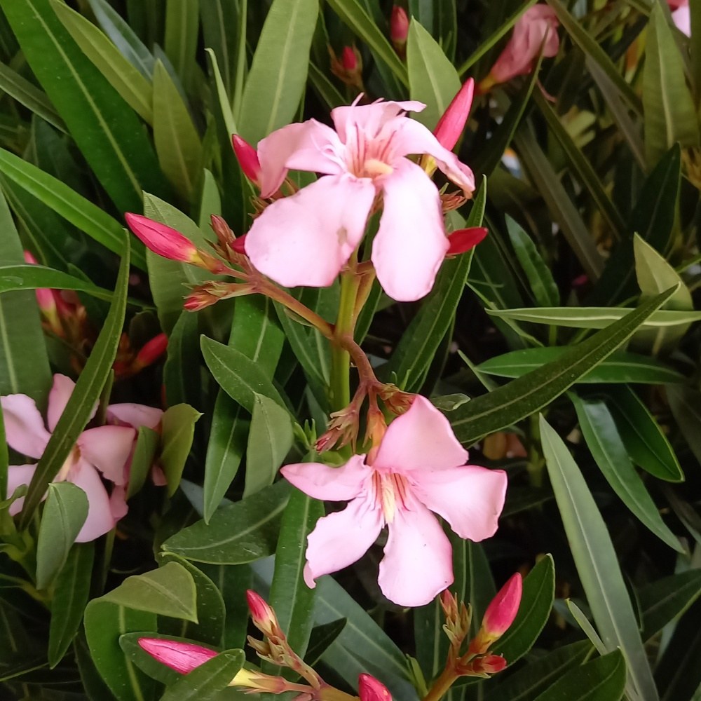 Oleandr obecný mix, květináč 5 litrů, keř-1