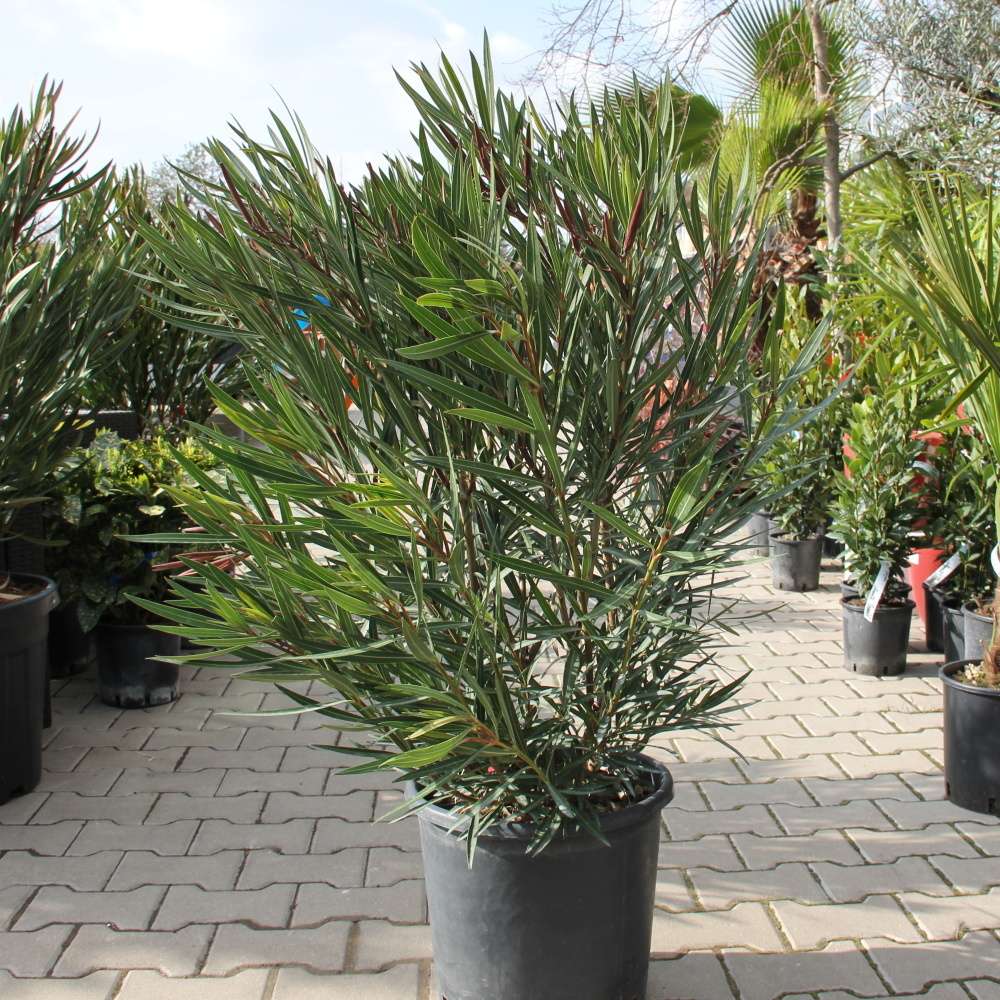 Nádobové květiny - Oleandr 'Papa Gambetta' 18 litrů