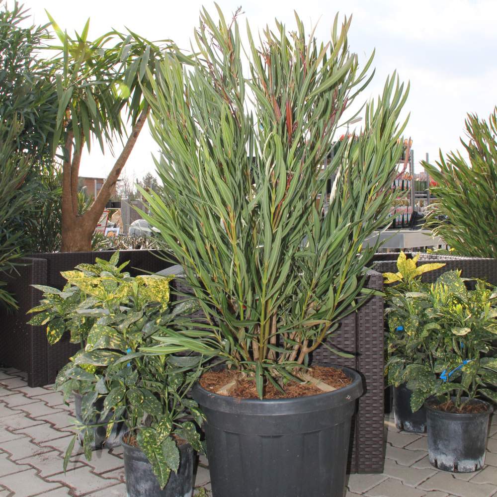 Nádobové květiny - Oleandr 'Papa Gambetta' 35 litrů