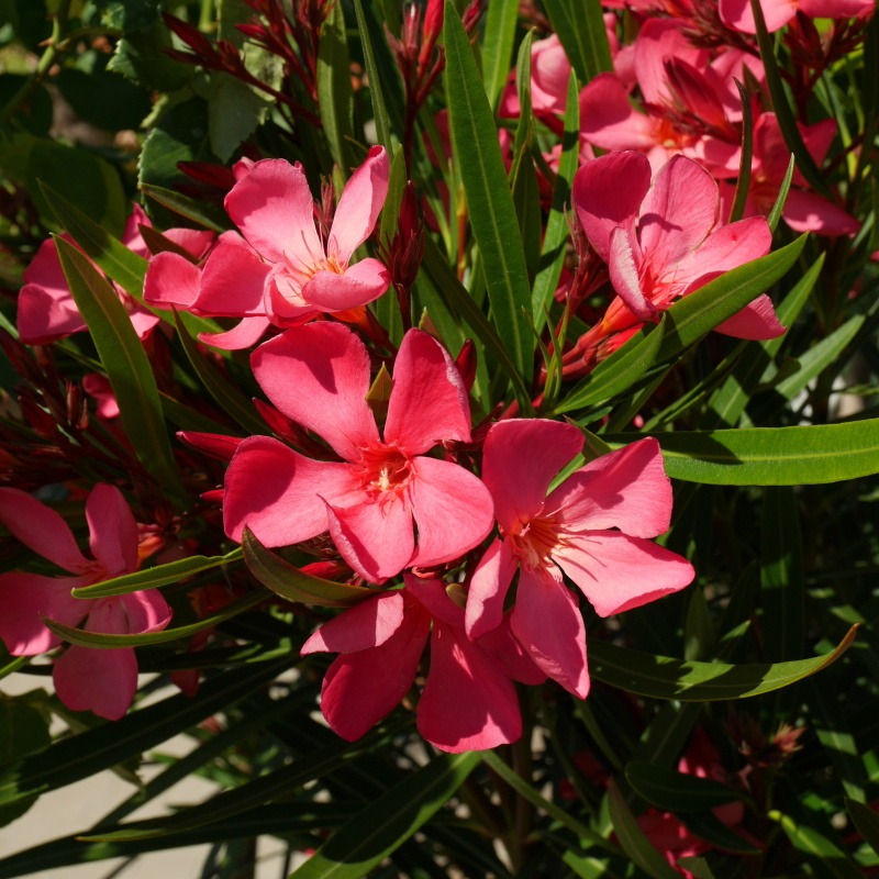 Oleandr 'Papa Gambetta' 35 litrů-0