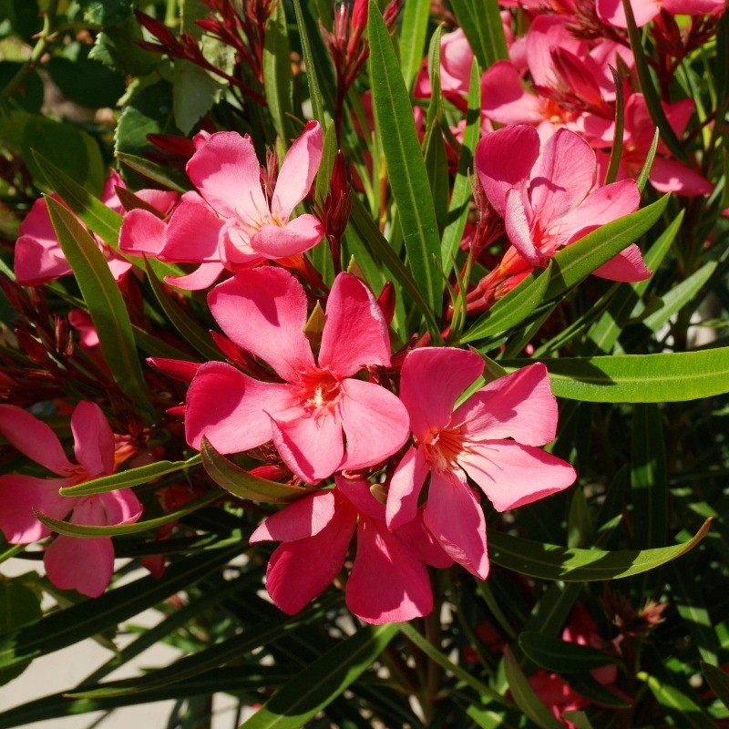 Nádobové květiny - Oleandr Papa Gambetta mini kmínek, květináč 9 litrů