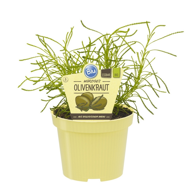 Bylinky - Olivová nať BIO květináč 12cm