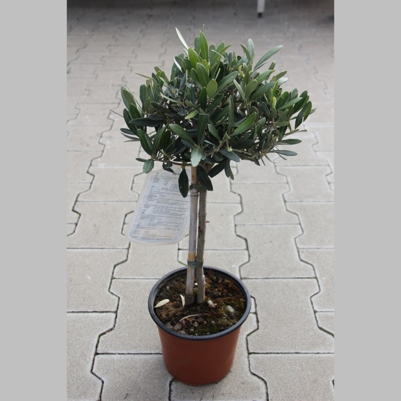 Olivovník evropský 17cm-0