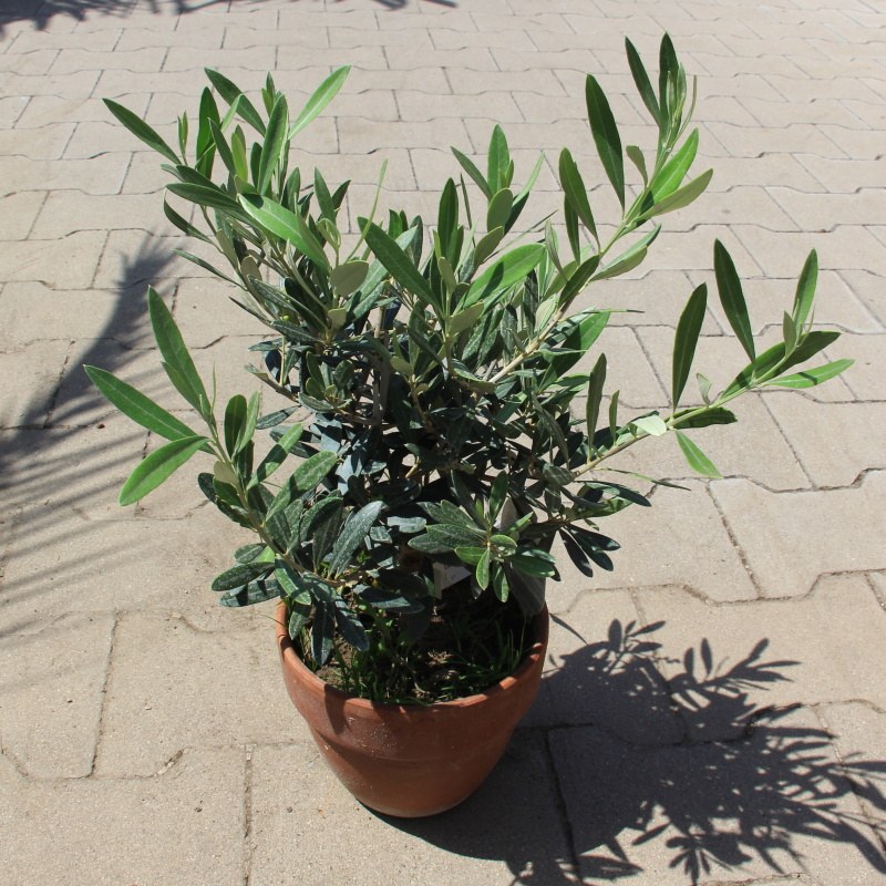 Olivovník evropský 17cm-1