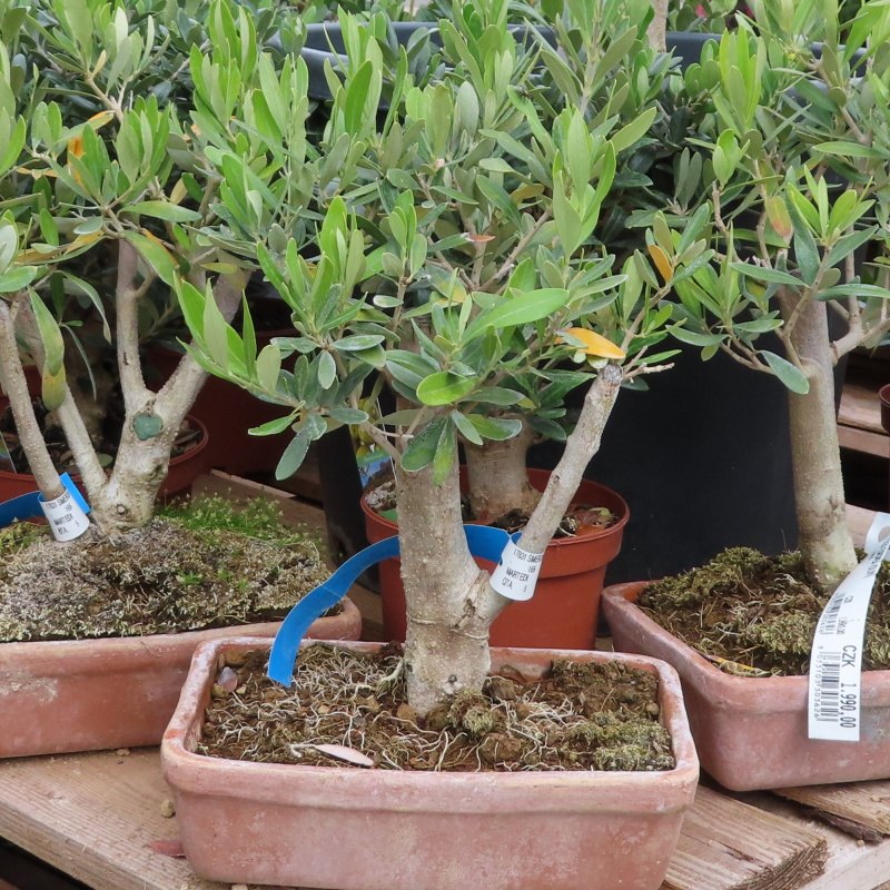 Nádobové květiny - Olivovník evropský bonsai keramická miska