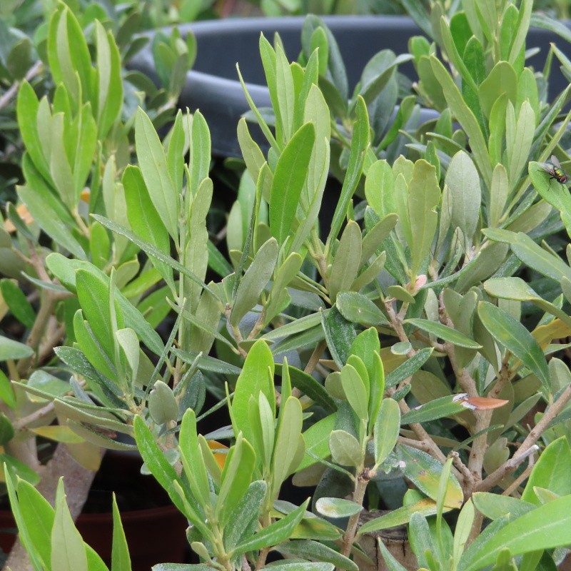 Olivovník evropský bonsai keramická miska-0