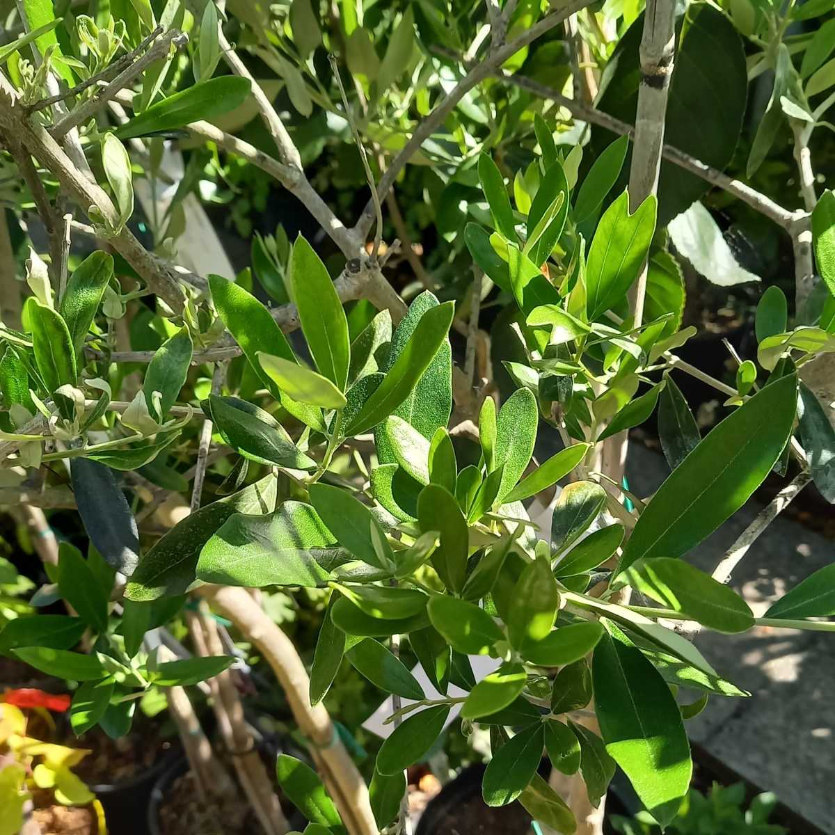 Nádobové květiny - Olivovník evropský Frantoio kmínek 1/2, květináč 9 litrů