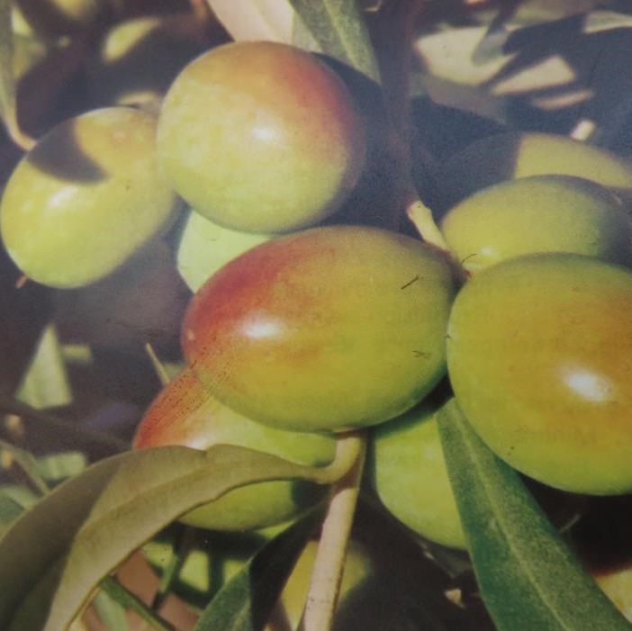 Rostliny - Olivovník evropský KM70/80