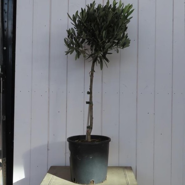 Olivovník evropský KM70/80-0