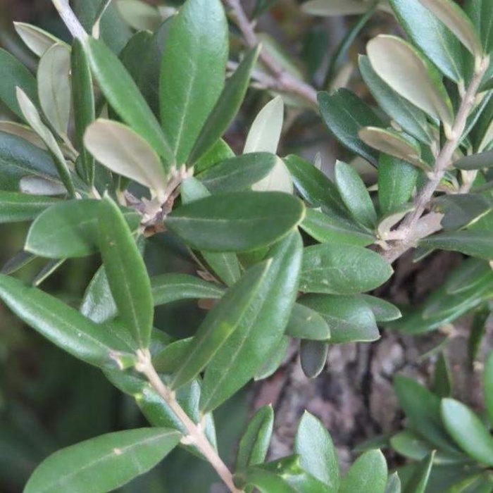 Rostliny - Olivovník evropský kmínek 1/2, květináč 80 litrů