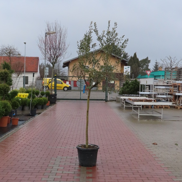 Olivovník evropský kmínek, 30 litrů-0