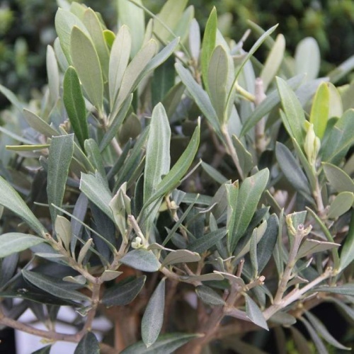 Rostliny - Olivovník evropský kmínek, 33 litrů