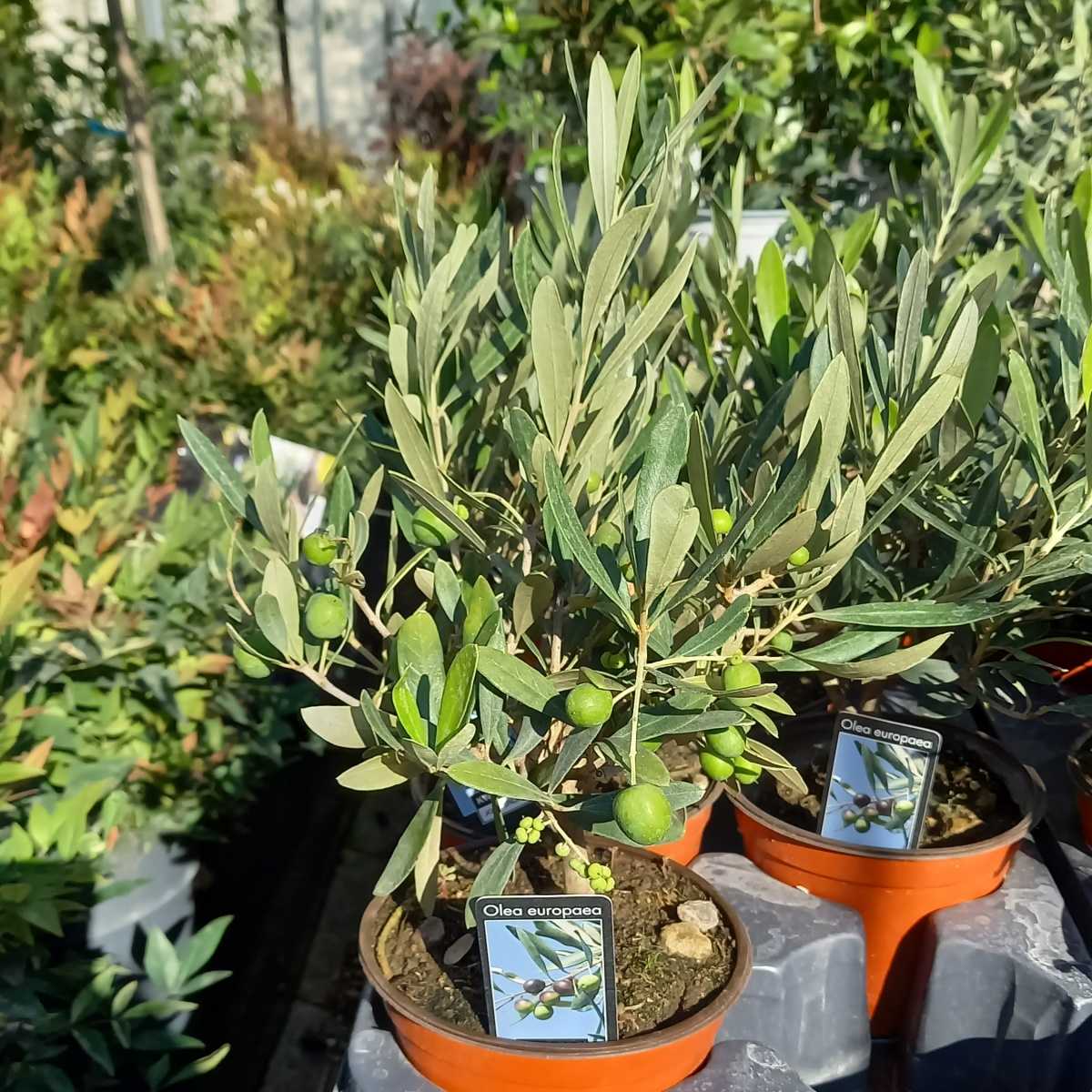 Nádobové květiny - Olivovník evropský květináč 14cm, výška 20/30cm, keř
