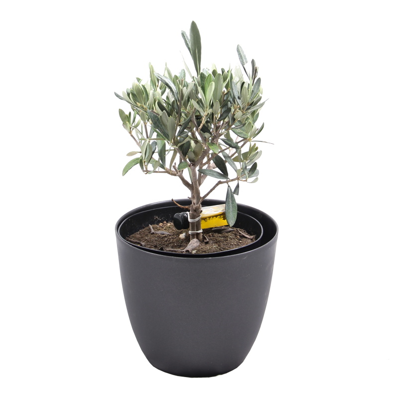 Nádobové květiny - Olivovník evropský květináč 15/16cm