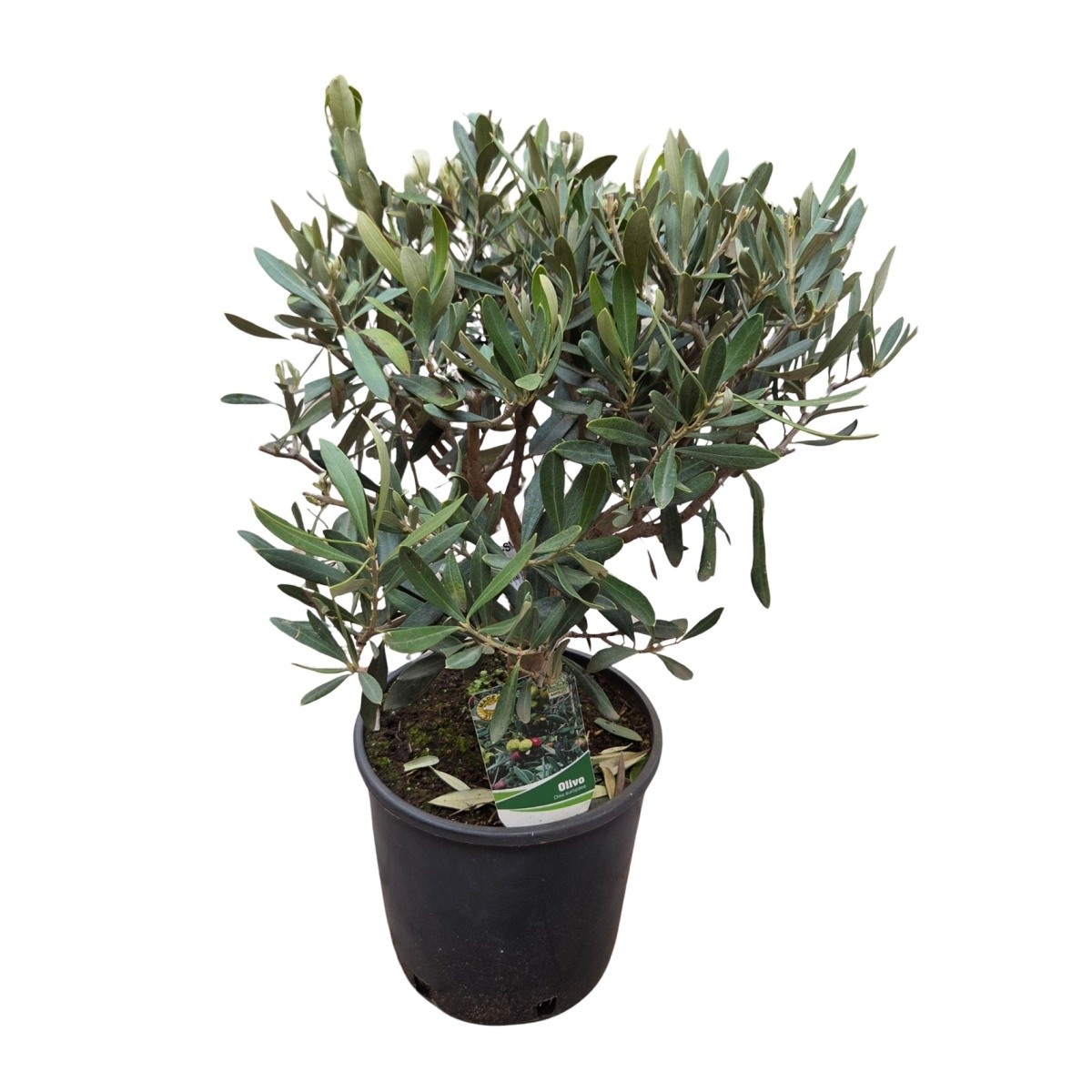 Nádobové květiny - Olivovník evropský květináč 3 litry, koule