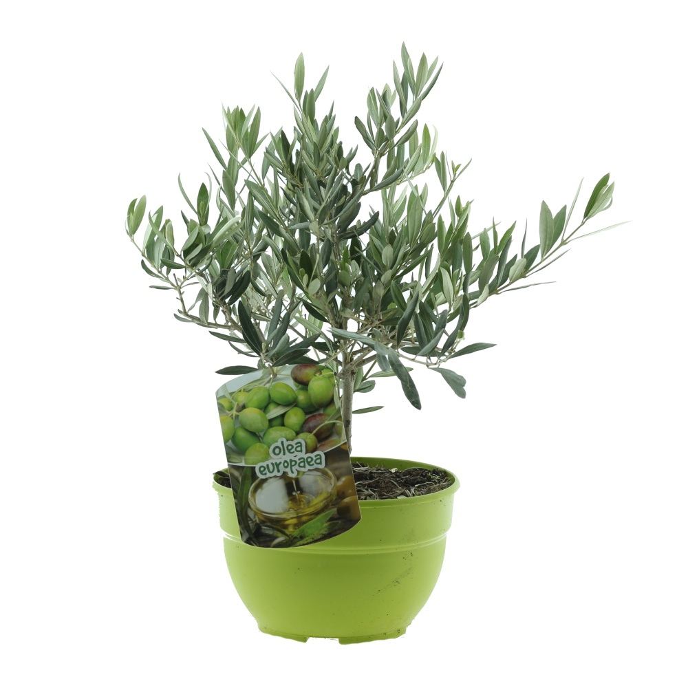 Nádobové květiny - Olivovník evropský miini kmínek, miska 21cm