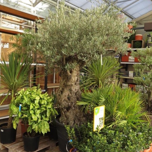 Olivovník evropský-0