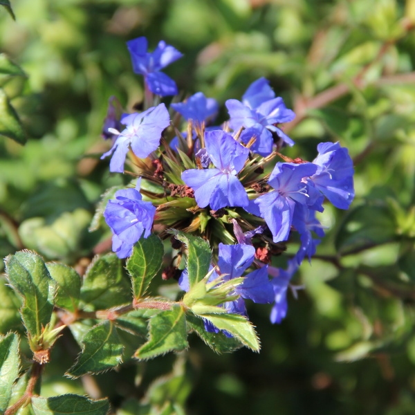 Na slunce - Olověnec Willmotův 'Forest Blue' 2 litry