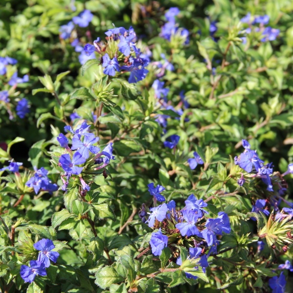 Olověnec Willmotův 'Forest Blue' 2 litry-0