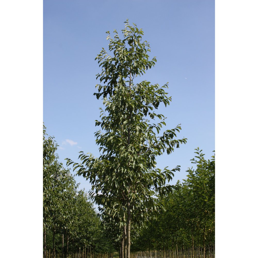 Soliterní stromy - Olše Spaethova výška kmene 225cm, zemní bal